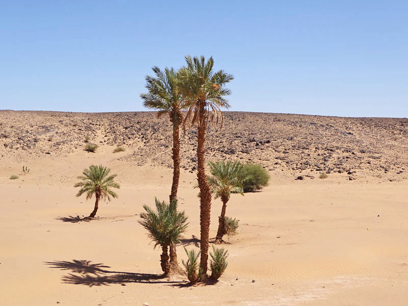 Séjour au Maroc : Découvrez le désert marocain avec Vacances Désert